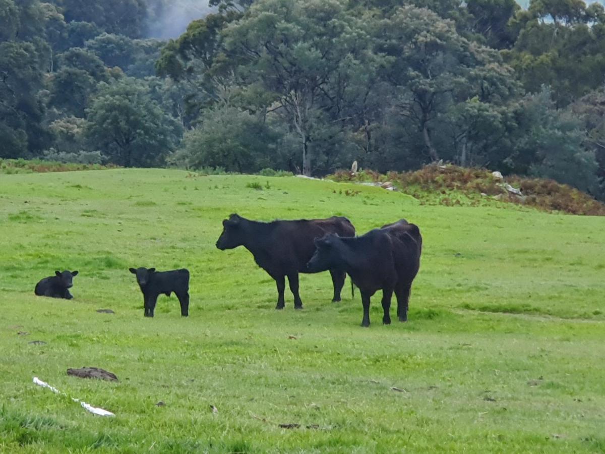 Ruby'S Cottage Farm Stay Port Arthur Dış mekan fotoğraf