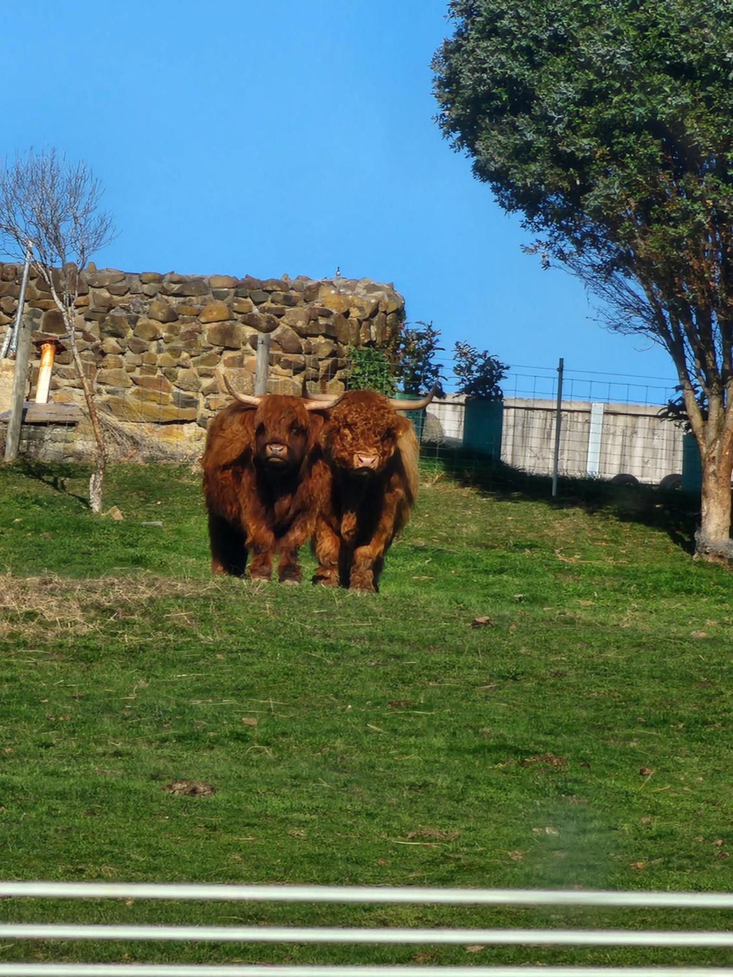 Ruby'S Cottage Farm Stay Port Arthur Dış mekan fotoğraf