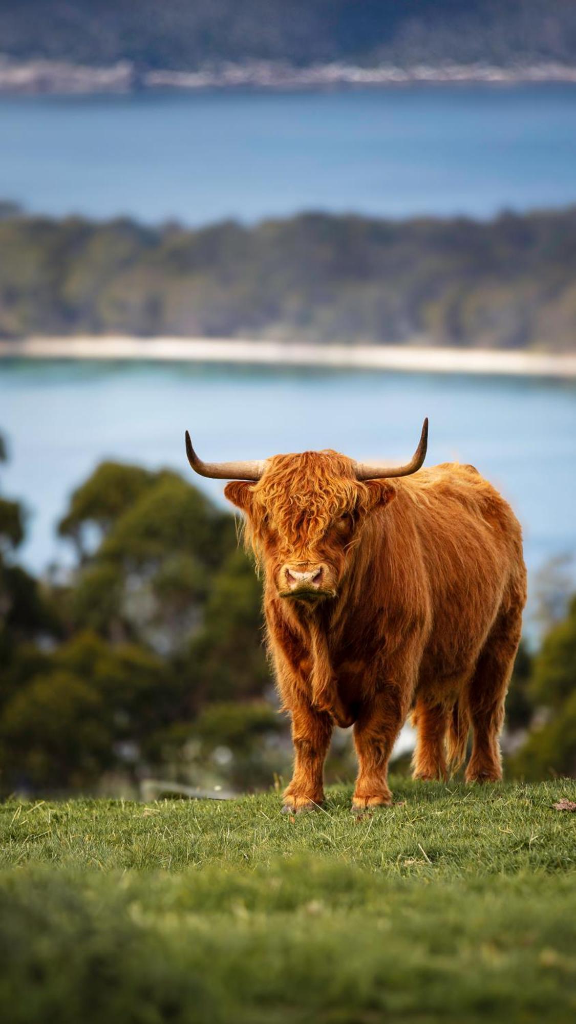 Ruby'S Cottage Farm Stay Port Arthur Dış mekan fotoğraf